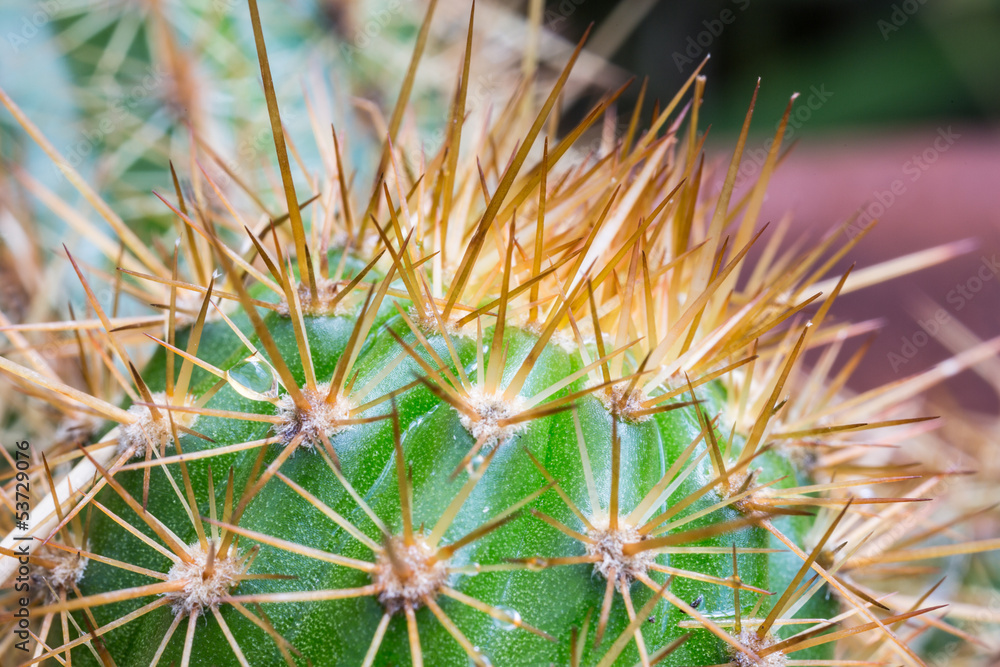 Cactus Cactus