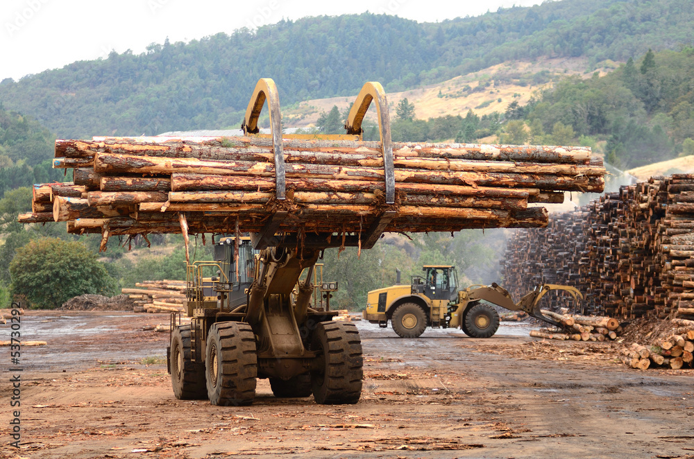 Fototapeta premium Log Yard