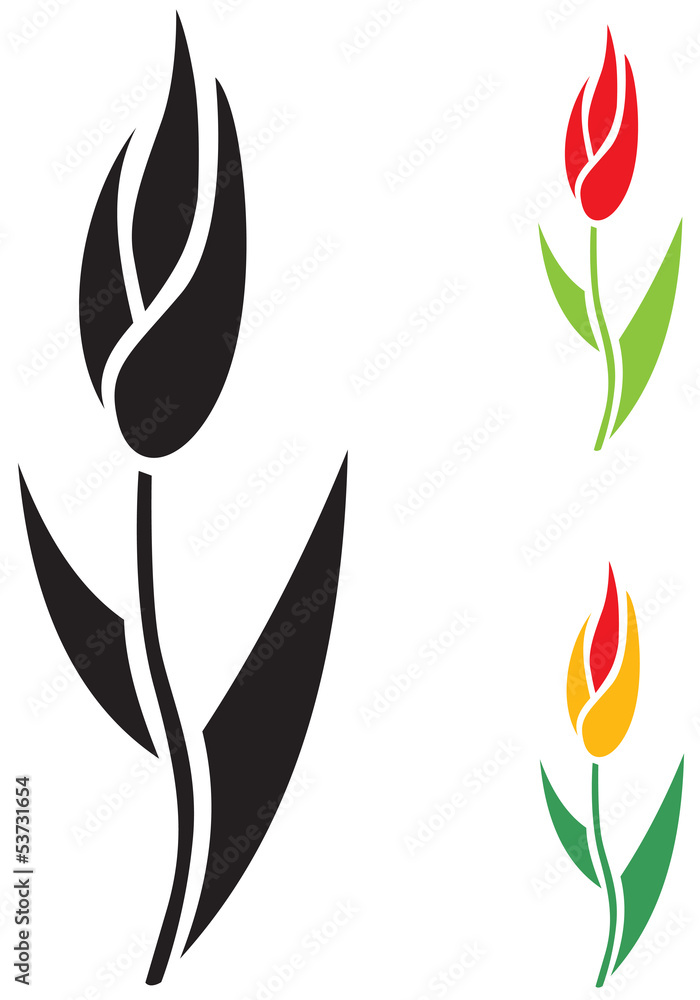 Tulip flower Tulip flower