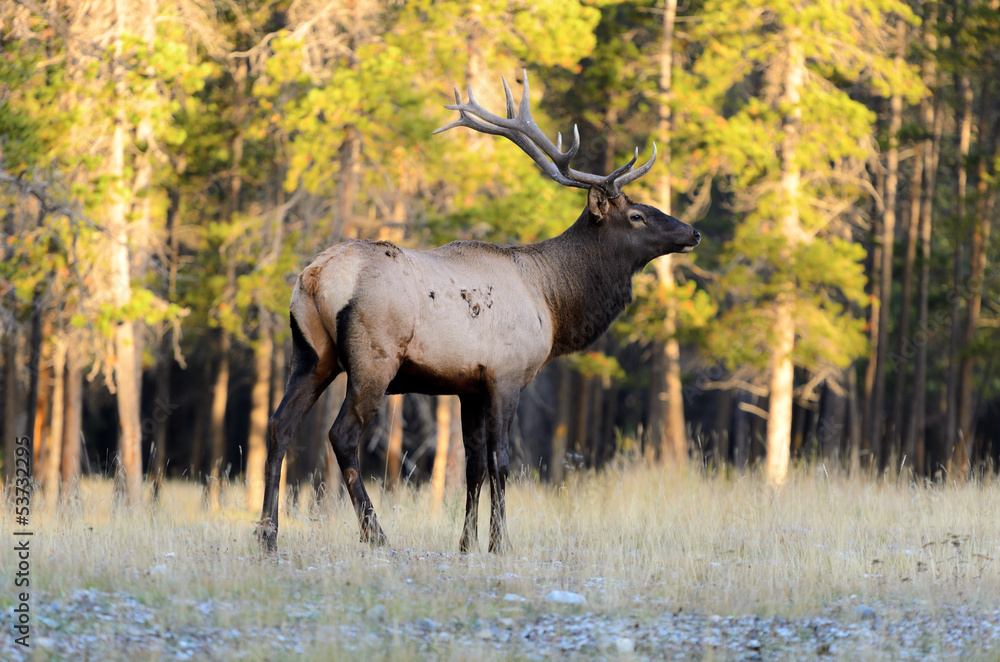 Fototapeta premium Rocky Mountain Elk