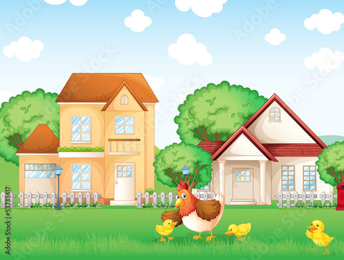 The chicken and her little chicks