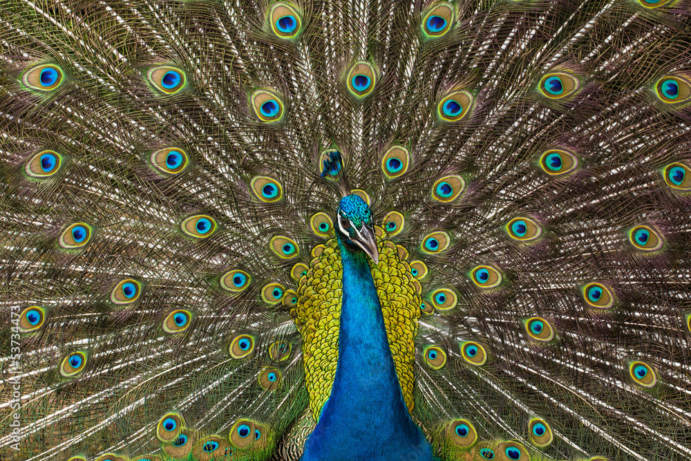 Obraz premium Peacock feathers