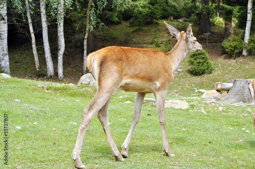 Fototapeta Naklejka Na Ścianę i Meble -  Small deer in a forest