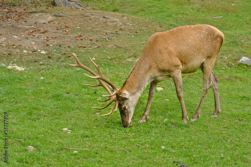 Male deer on the meadow