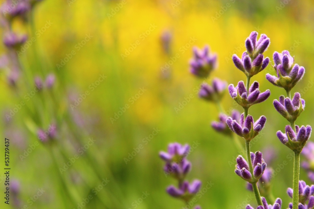 Fototapeta premium lavendel