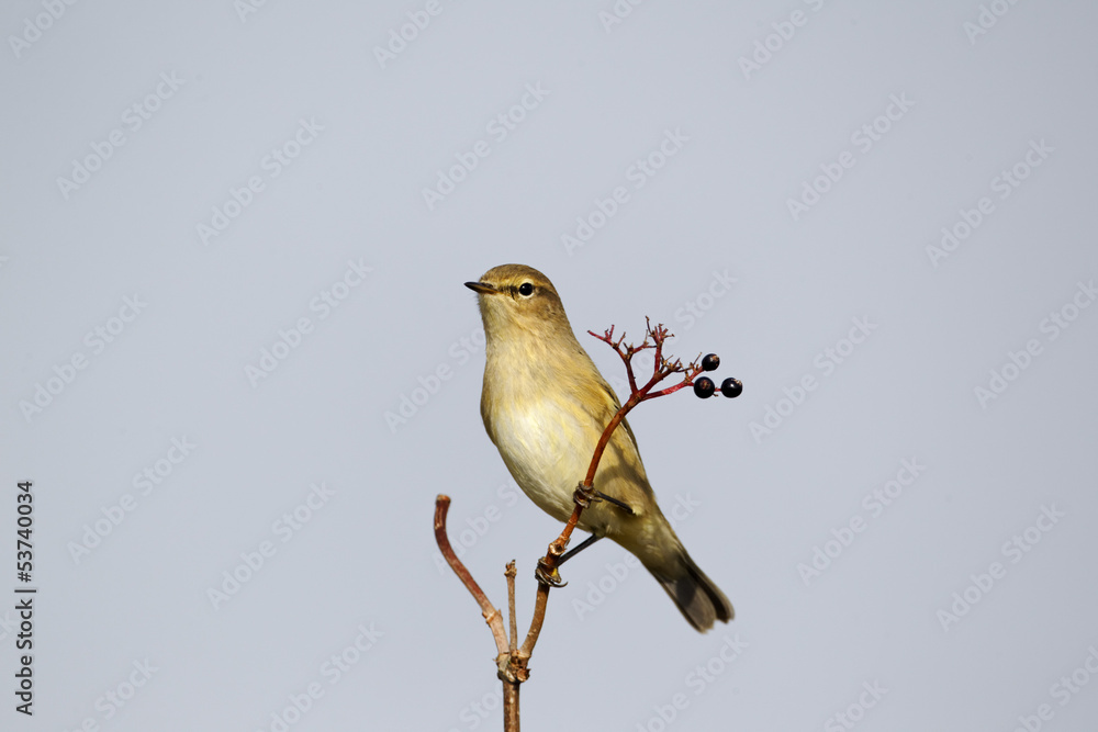 Obraz premium Chiffchaff, Phylloscopus collybita