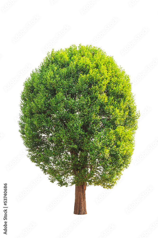 Irvingia malayana also known as Wild Almond Irvingia malayana also known as Wild Almond