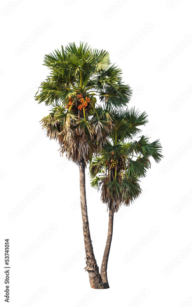 Fototapeta premium Two borassus flabellifer trees