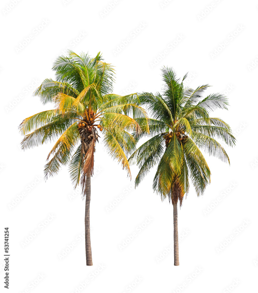 Fototapeta premium Two coconut palm trees isolated on white background