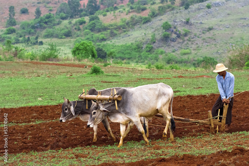 Rice plantation in Myanmar
