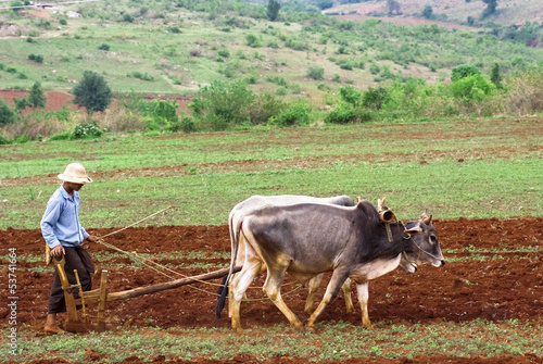Rice plantation in Myanmar