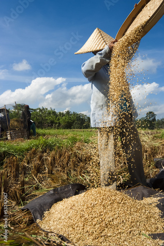 Rice Winnowing in Bali, Indonesia