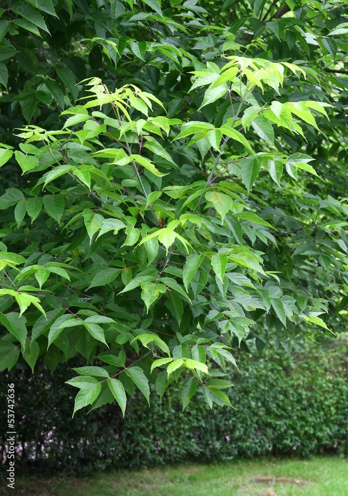 Acer negundo tree Acer negundo tree