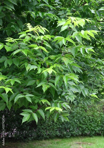 Acer negundo tree