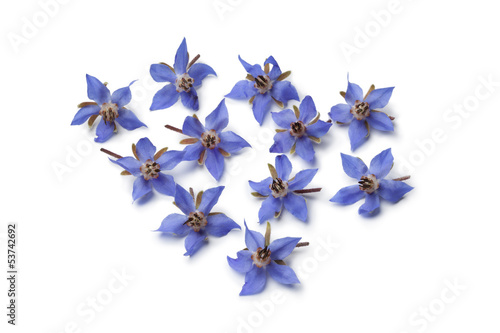 Photography Fresh borage flowers