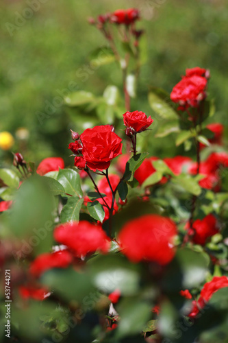 Roses on rosebush. Natural.