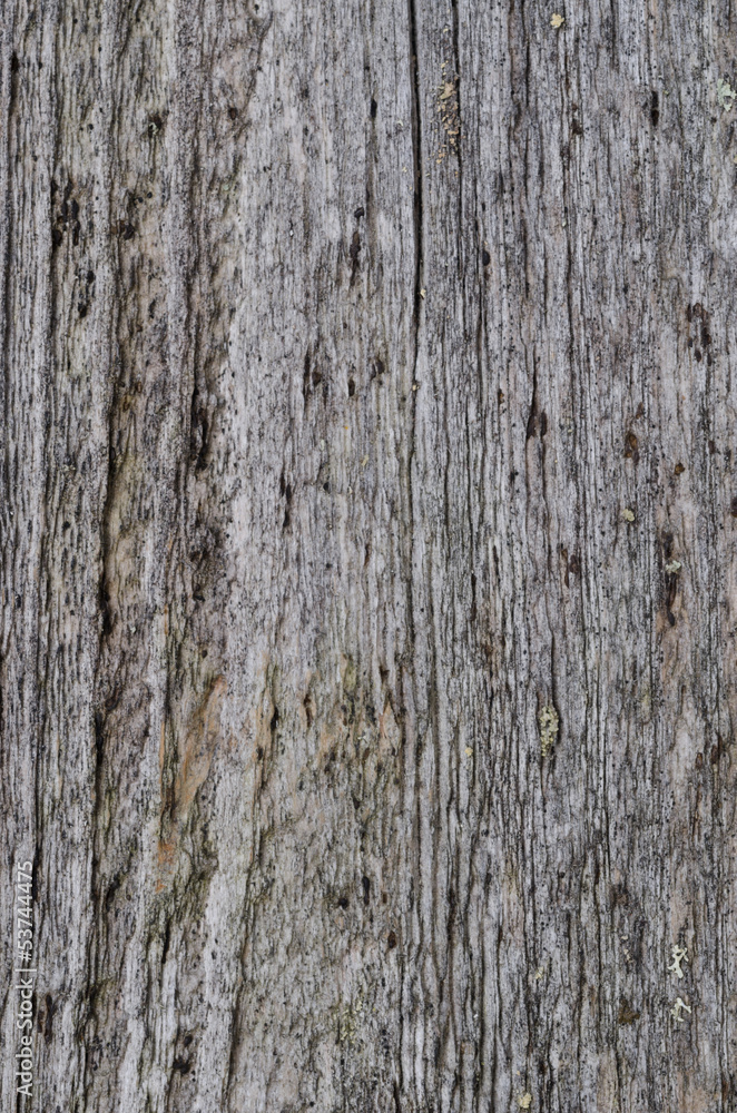 gray texture of old wood, background gray texture of old wood, background
