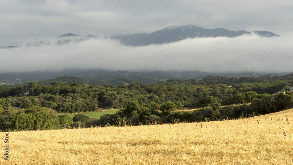 Wheat fields, forests and mountains