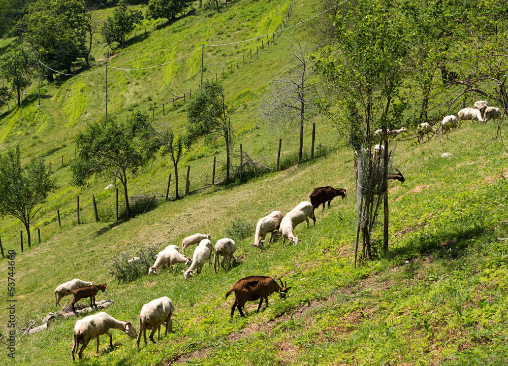 Goats on hillside - rural agriculture scene