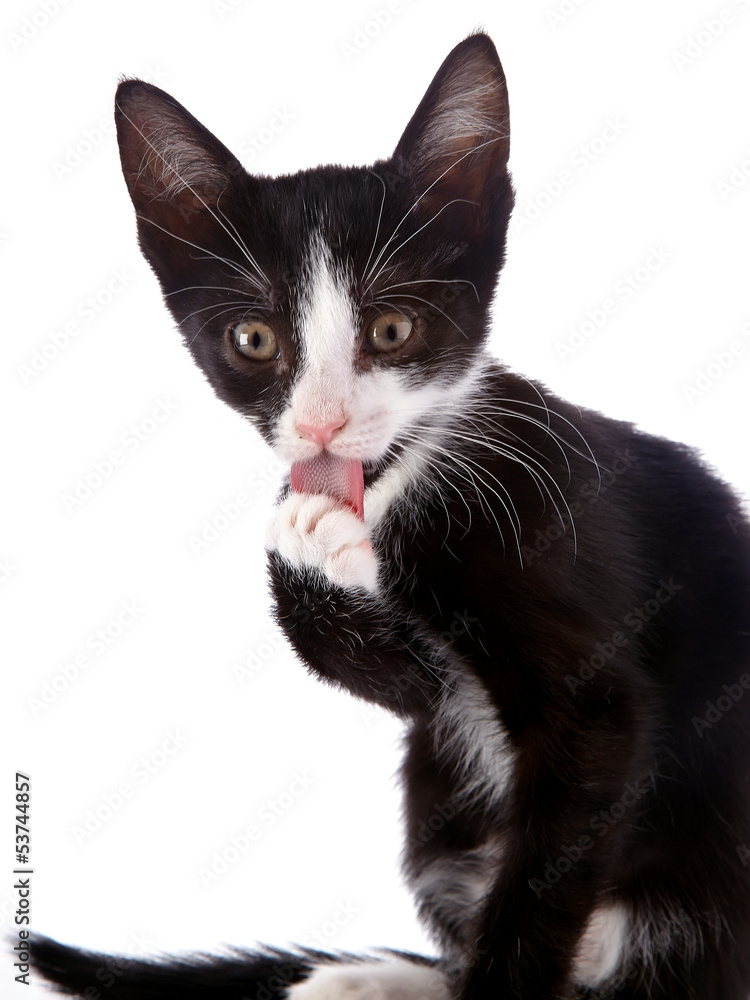 Portrait of a black and white kitten licking a paw.