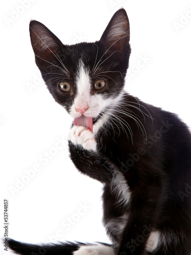 Portrait of a black and white kitten licking a paw.