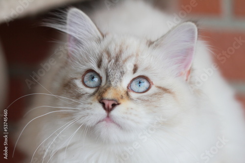 Siberian kitten, neva masquerade type