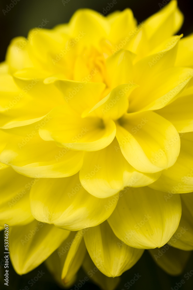 Obraz premium Dahlia yellow flower