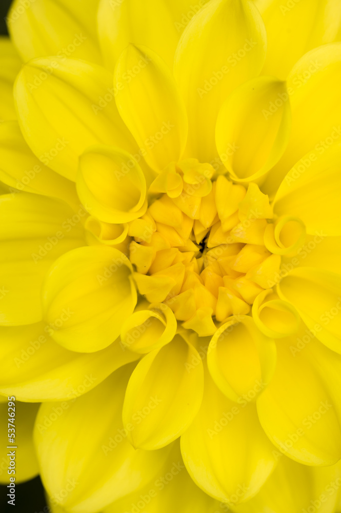 Fototapeta premium Dahlia yellow flower