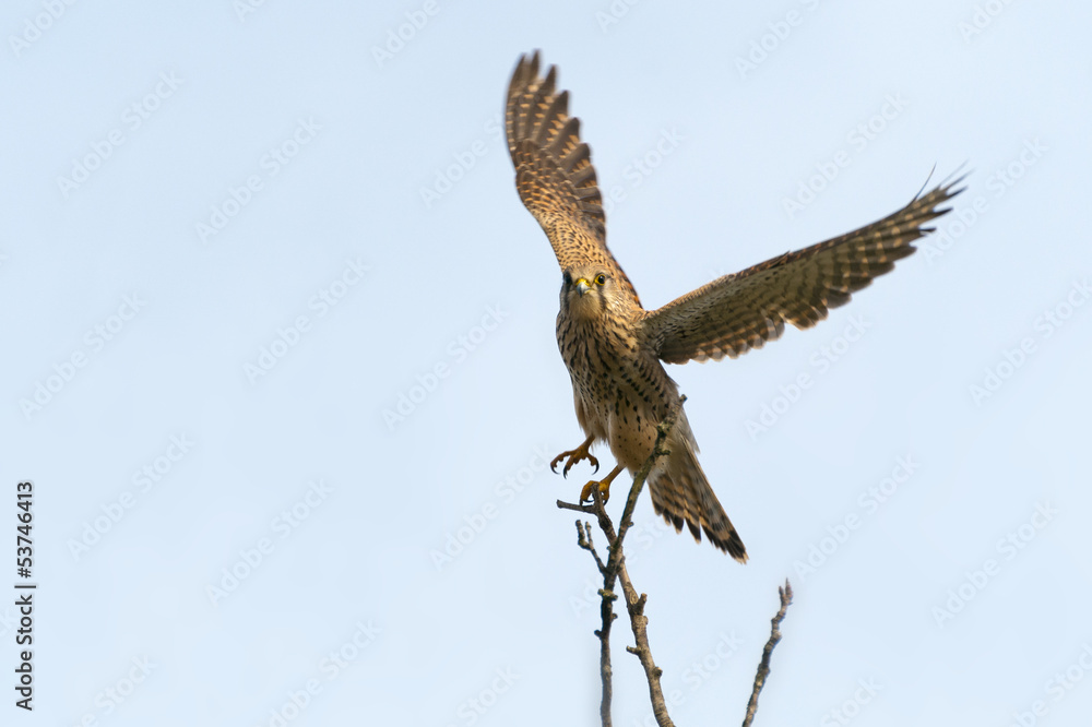 Fototapeta premium Turmfalke