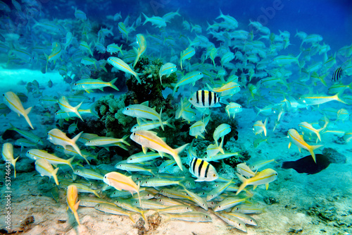Coral fish in blue water.