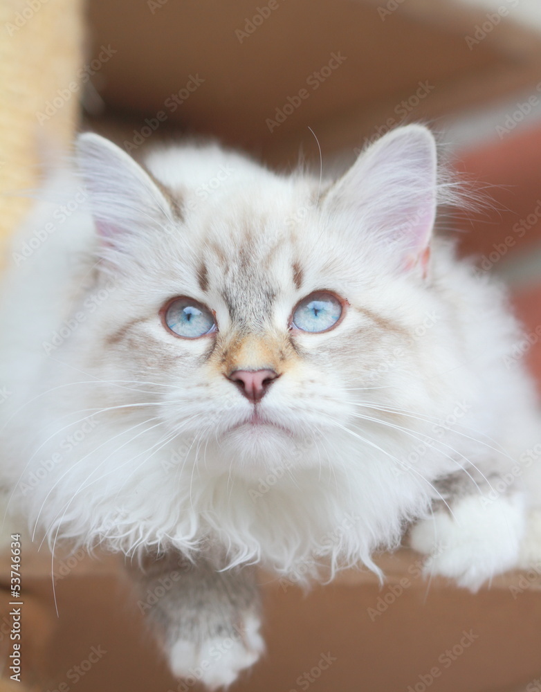 Kitten, siberian cat