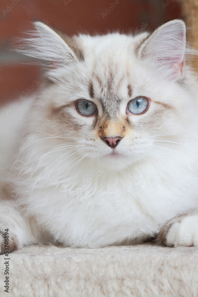 Kitten, siberian cat Kitten, siberian cat
