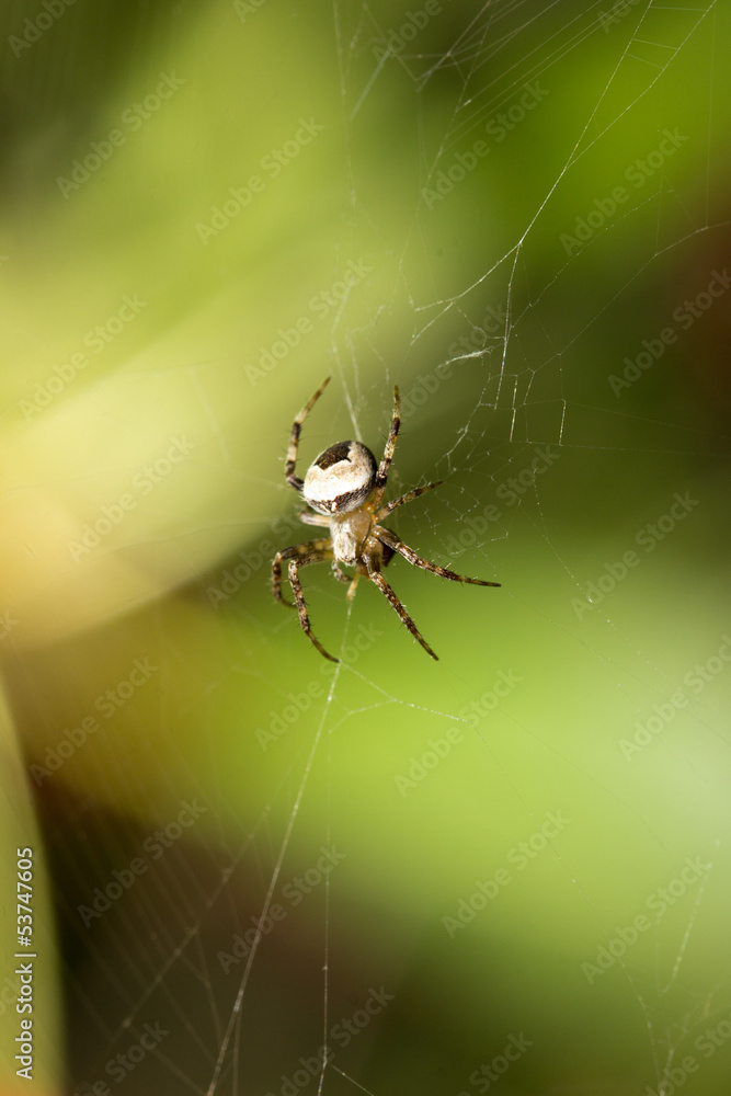 spider in nature. macro