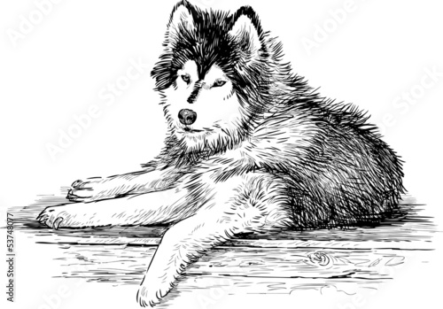 Siberian husky
