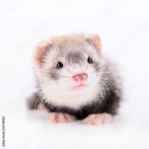 small rodent ferret