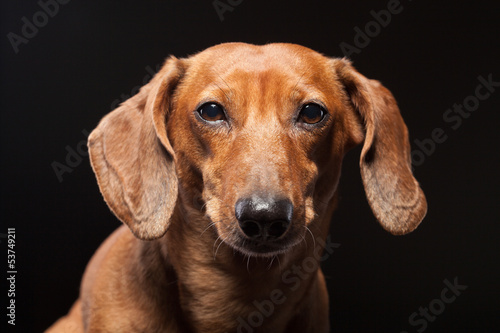 portrait of cute brown dachshund dog isolated on black backgroun © Tiler84