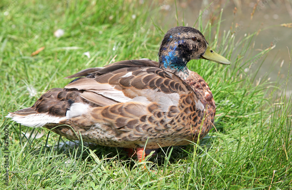 Wild duck Wild duck