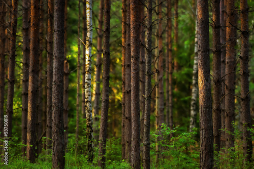 Fototapeta Naklejka Na Ścianę i Meble -  Sunset in the woods