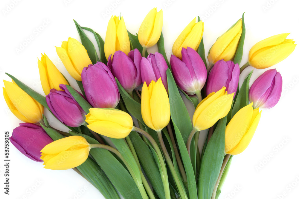 Tulip Flower Beauty Tulip Flower Beauty