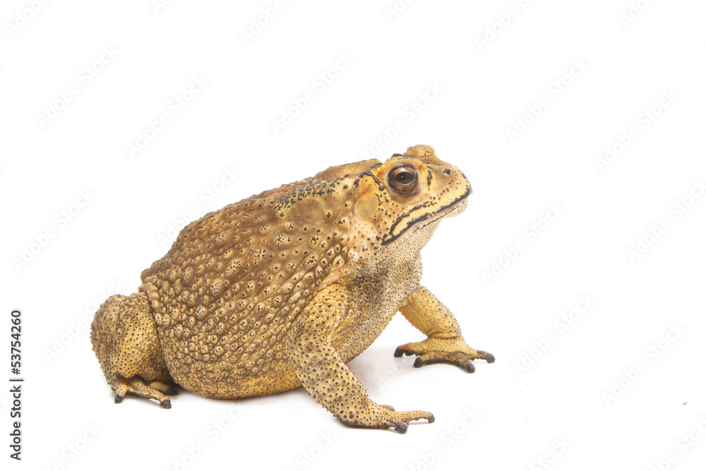 toad isolate toad isolate