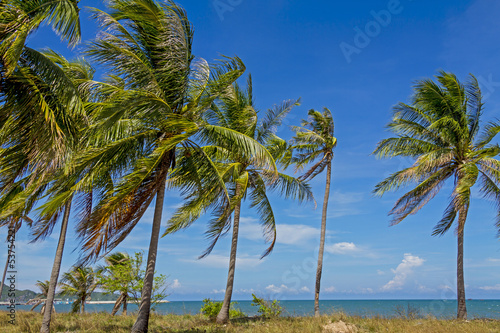 tree coconut and sky