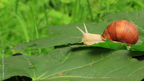 Snail on a green leaf photo