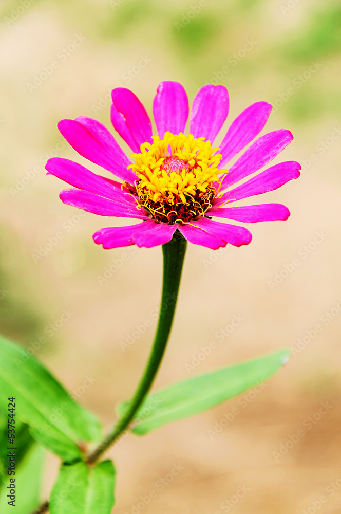 Fototapeta premium Pink zinnia flower