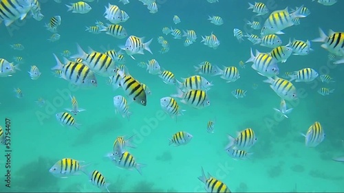 Shoal of Sergeant Major fish in Mexico