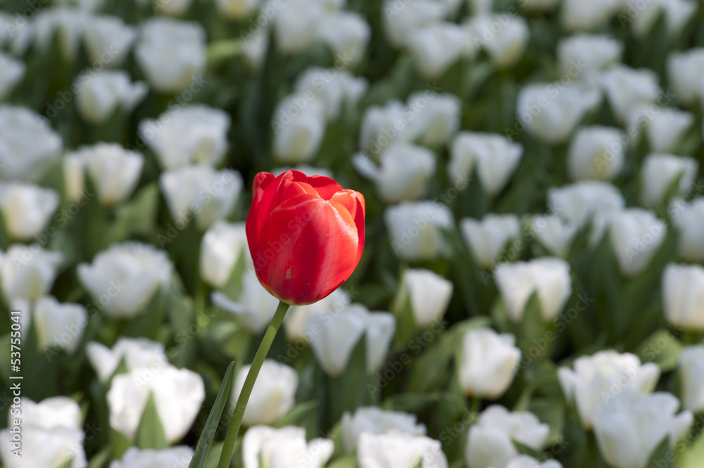Fototapeta premium Tulips in the garden