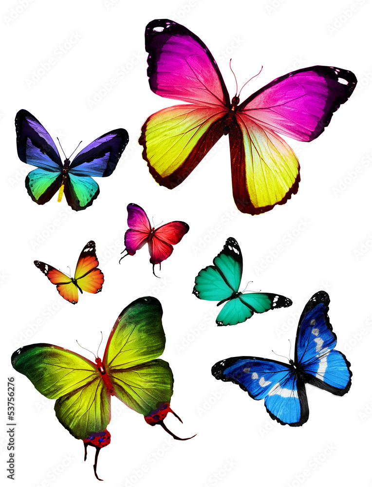 Many different butterflies flying, isolated on white background