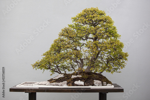 bonsai plants