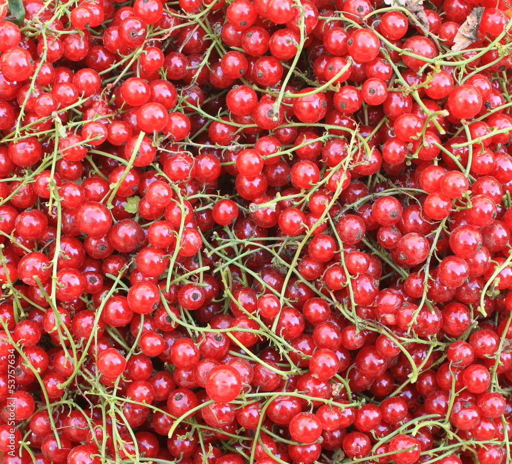 background of red berries in close up background of red berries in close up