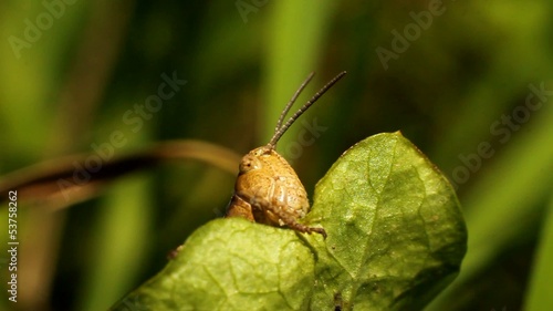 Grasshopper nibbling green leaf (Oedaleonotus phryneicus)
