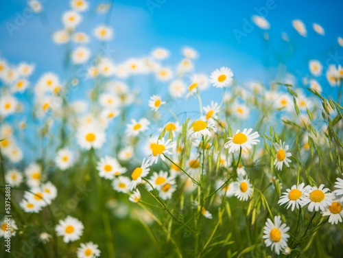 daisy meadow © ksena32